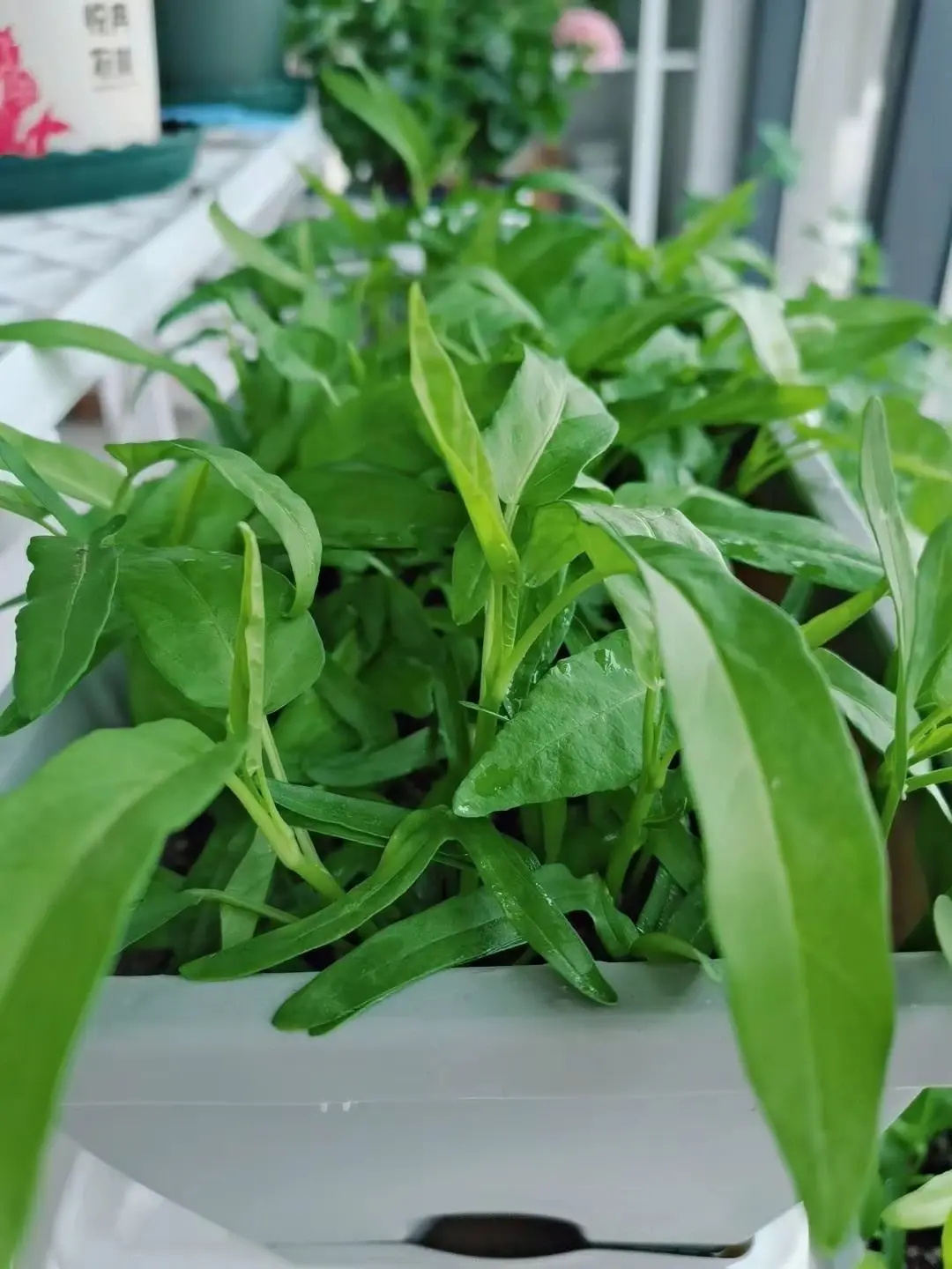 茼蒿菜的种植技术_致富经茼蒿菜种植技术_茼蒿菜怎么种植
