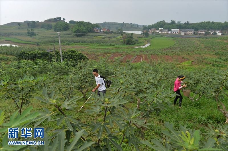致富经种植 无花果._种植无花果前景如何_致富种植无花果图片