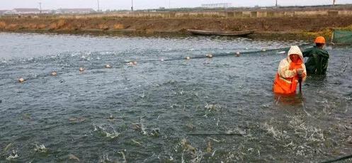 池塘清水养殖技术_清水养殖池塘技术要求_清水养鱼池塘建造图