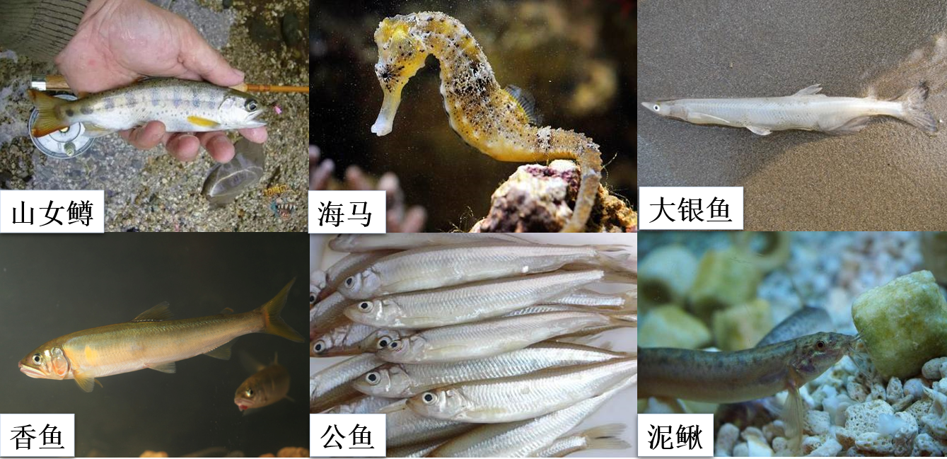 养鳗技术100问_鳗鲡养殖技术ppt_鳗鱼养殖技术视频