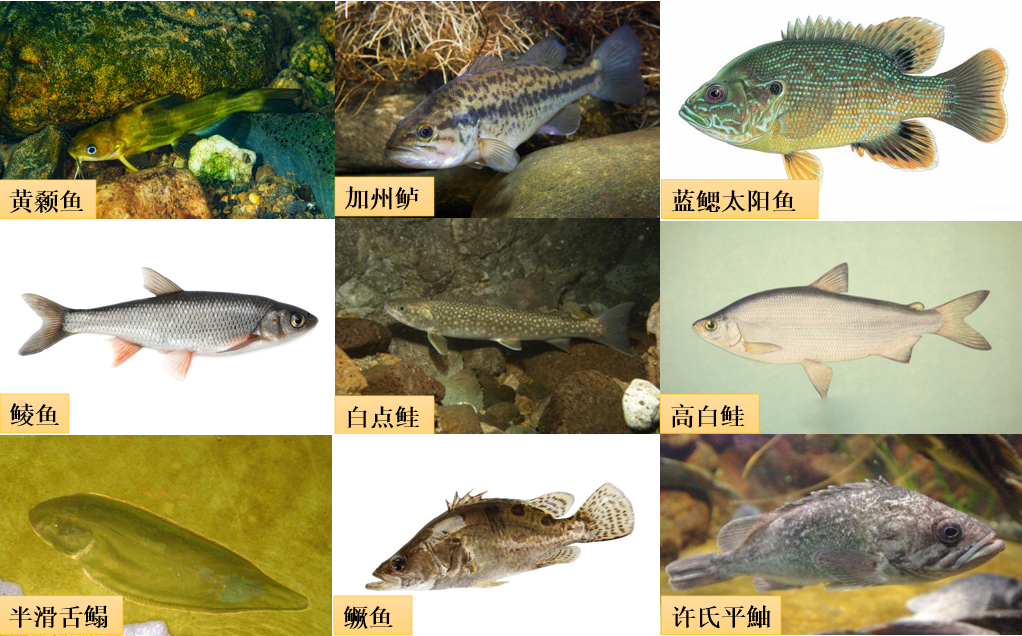 养鳗技术100问_鳗鱼养殖技术视频_鳗鲡养殖技术ppt