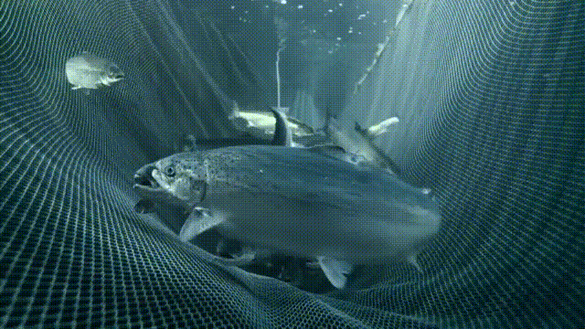鳗鱼养殖技术视频_养鳗技术100问_鳗鲡养殖技术ppt