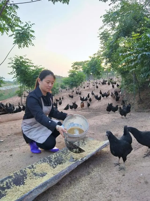 农场女靠养殖黑鸡致富_致富项目养鸡_农业节目致富经养殖鸡视频