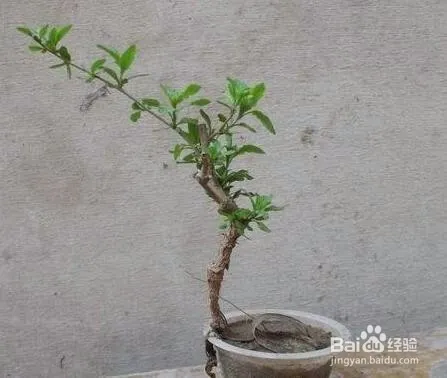 怎样用种子种植枸杞