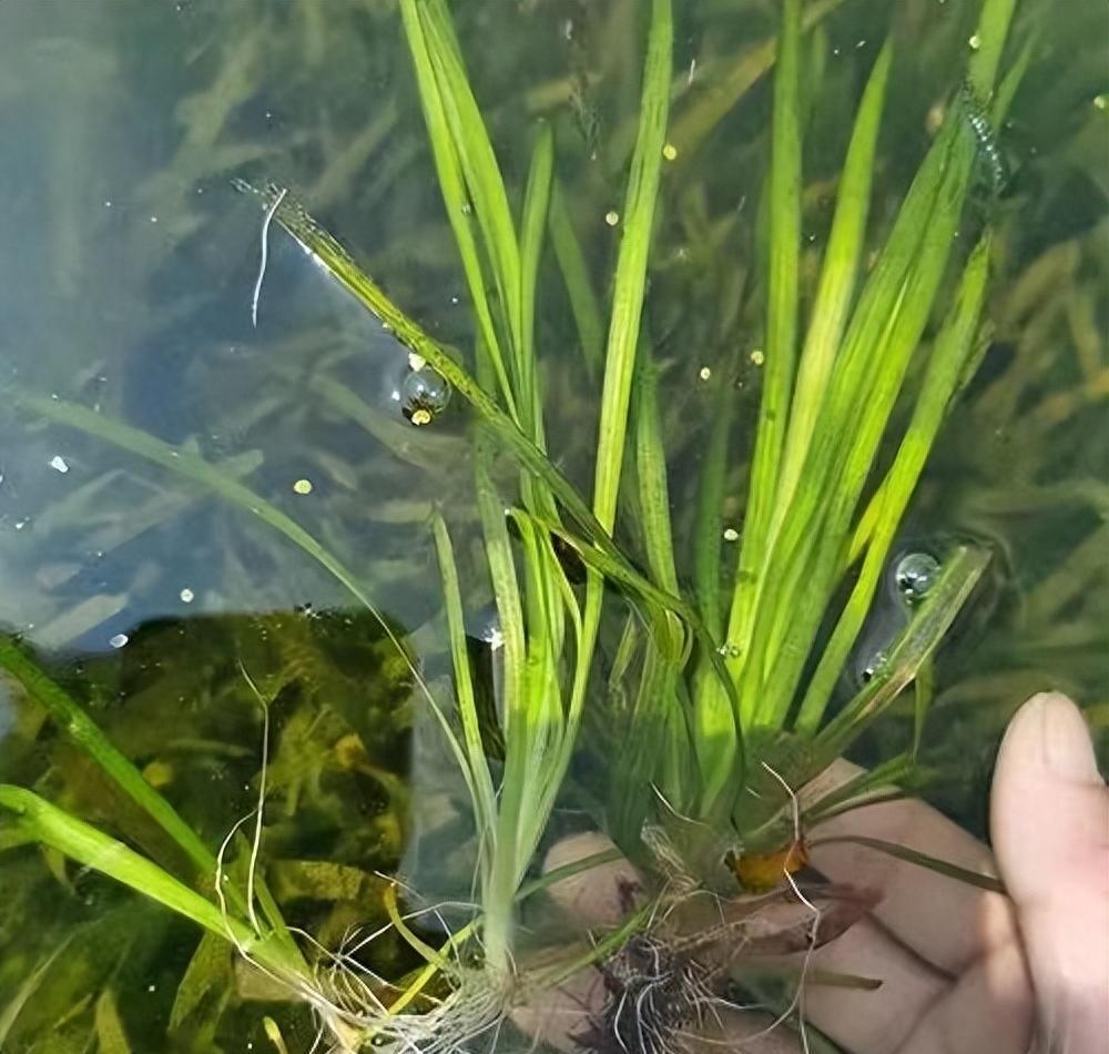 养虾水草_养虾水草种植技术_虾池水草怎么种植