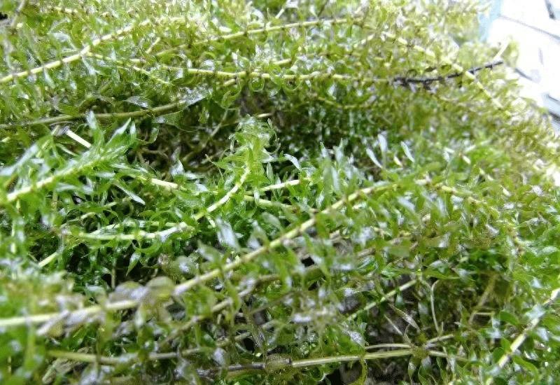 虾池水草怎么种植_养虾水草_养虾水草种植技术