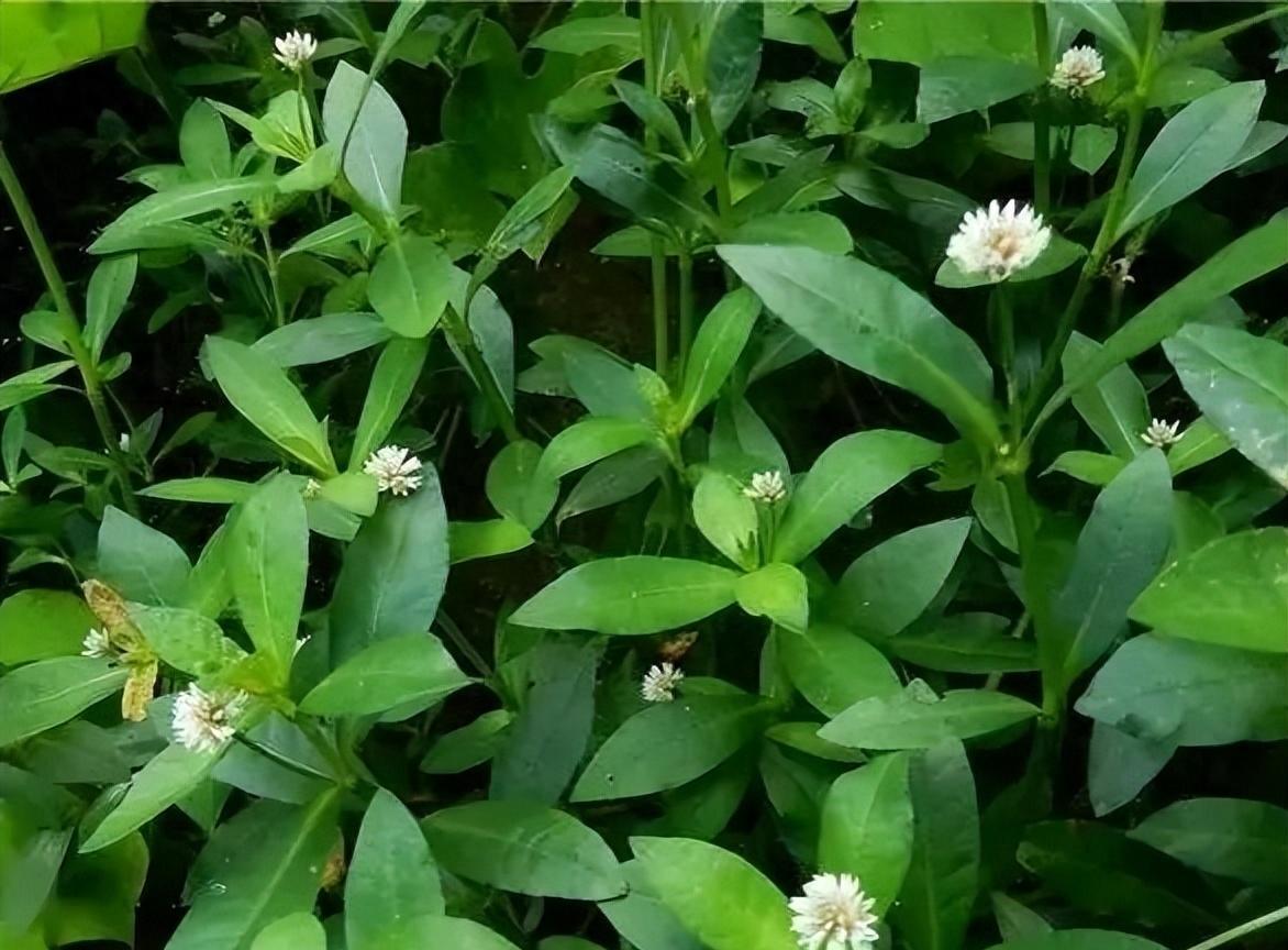 养虾水草种植技术_养虾水草_虾池水草怎么种植