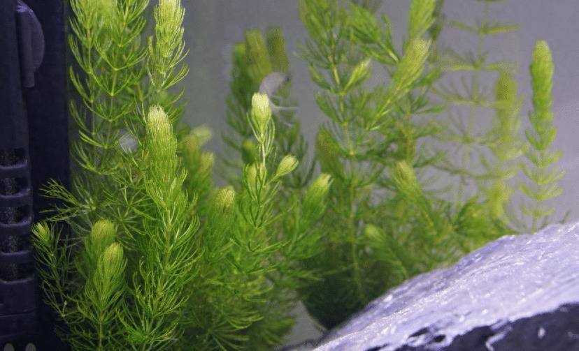养虾水草_虾池水草怎么种植_养虾水草种植技术