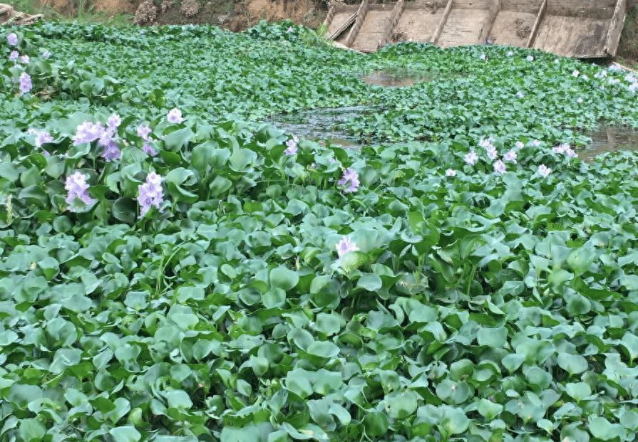 养虾水草_虾池水草怎么种植_养虾水草种植技术