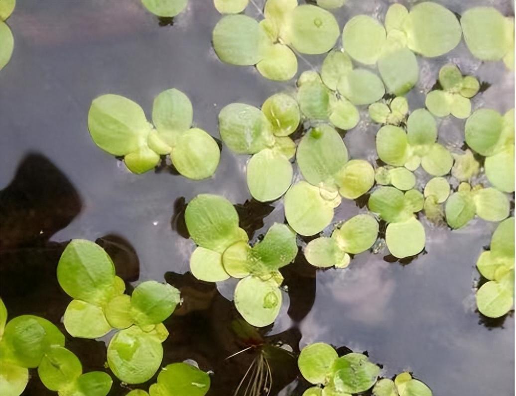 虾池水草怎么种植_养虾水草_养虾水草种植技术