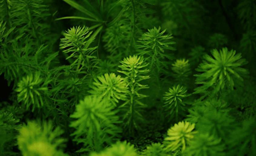 虾池水草怎么种植_养虾水草_养虾水草种植技术