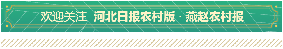 致富 | 让生姜种植更简单！