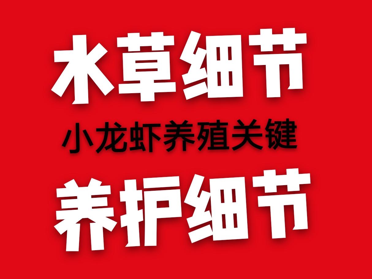 养虾水草种植技术_虾池水草怎么种植_虾田水草怎么种植
