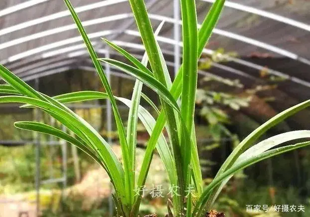 山羊杀虫药_致富羊药杀虫用什么药好_致富经羊杀虫用什么药