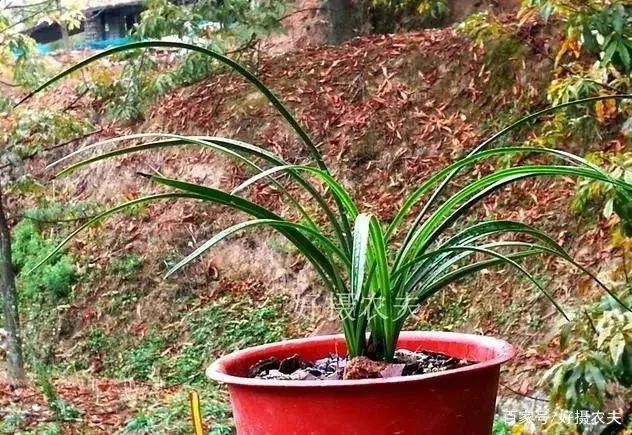 致富羊药杀虫用什么药好_致富经羊杀虫用什么药_山羊杀虫药