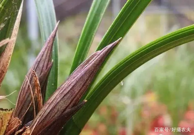 山羊杀虫药_致富羊药杀虫用什么药好_致富经羊杀虫用什么药