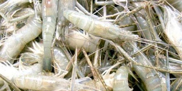 水稻虾养殖技术_虾水稻养殖技术视频_稻田养虾的水稻怎么种植