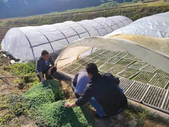 灯笼果种植致富_致富灯笼种植果树视频_灯笼果种植效益