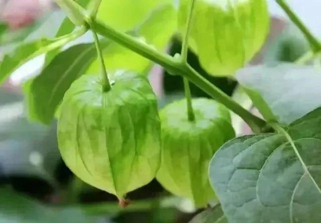 致富灯笼种植果树视频_灯笼果种植致富_灯笼果种植效益