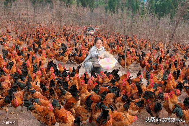 特种养殖养鸭技术规范_特种养殖养鸭技术视频_特种养殖技术养鸭