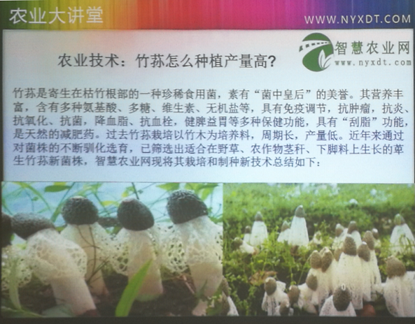 农业技术：竹荪怎么种植产量高？