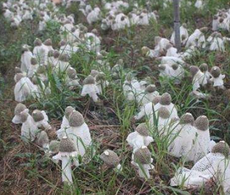 栽培种植竹荪技术要点_竹荪种植方法_竹荪的种植栽培技术