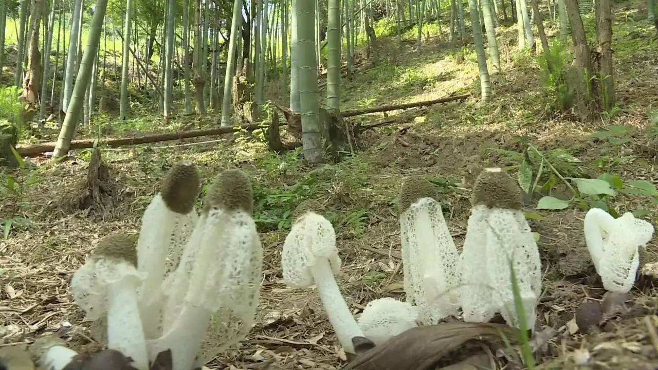 栽培种植竹荪技术要点_竹荪的种植栽培技术_栽培种植竹荪技术视频