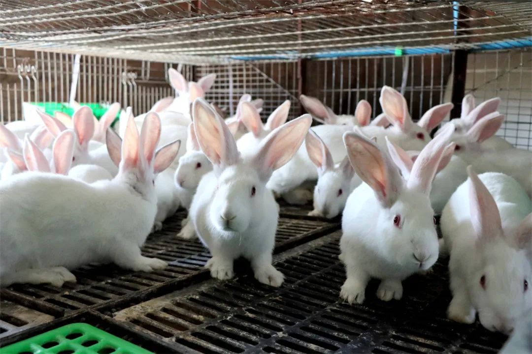 致富腊肉兔子图片大全_致富腊肉兔子图片_致富经腊兔子肉