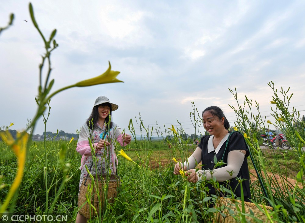 湖南衡阳种植致富_湖南衡阳可以种什么水果_湖南致富经
