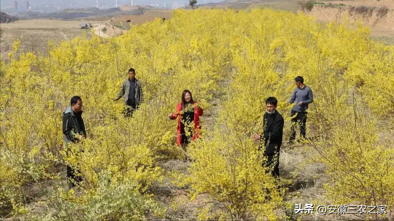 一次种植30年收益，每亩效益9000元，它曾经是中药材种植的天花板