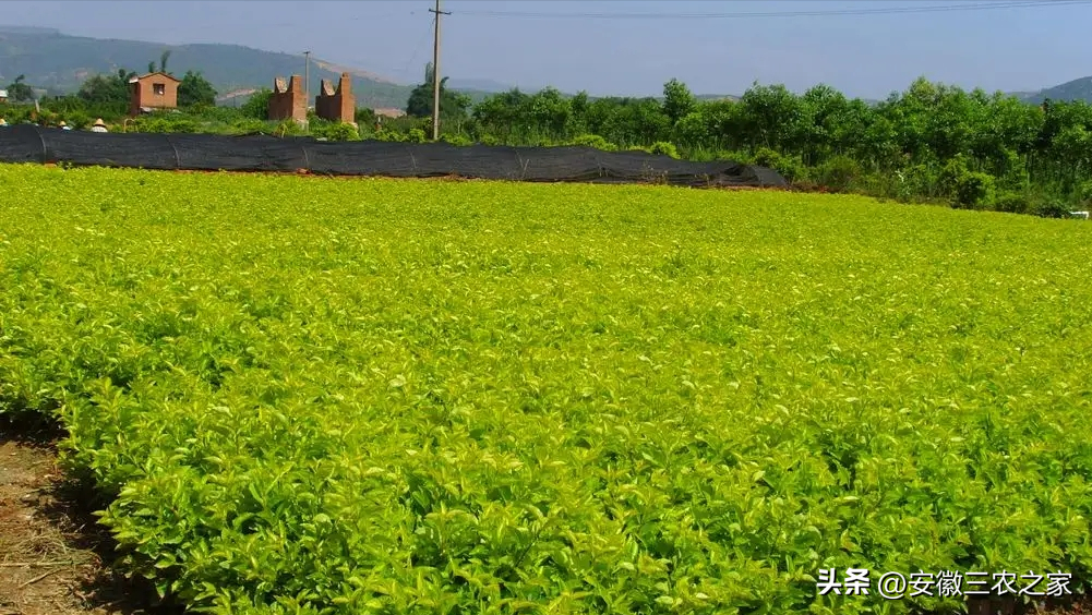连翘种植项目实施方案_致富种植连翘项目介绍_连翘种植致富项目