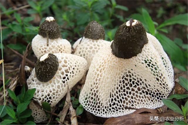 栽培种植竹荪技术要求_竹荪的种植栽培技术_竹荪种植方法