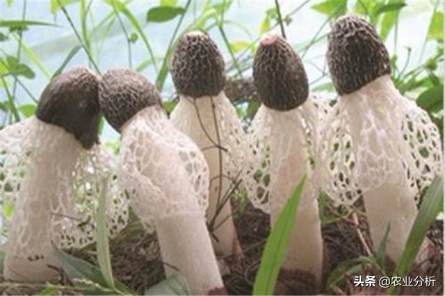 竹荪的种植栽培技术_栽培种植竹荪技术要求_竹荪种植方法