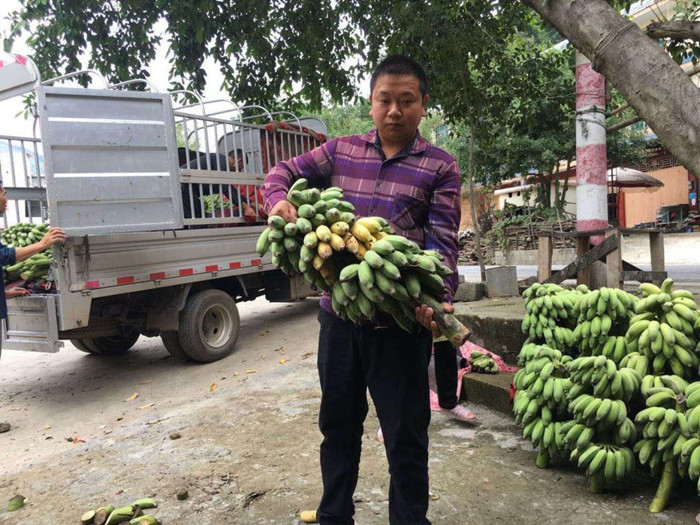 电商扶贫大有可为｜疫情下的蕉农：增收了40万元