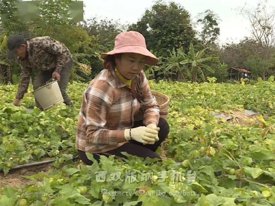 灯笼果种植效益_灯笼果种植致富_致富灯笼种植果树视频