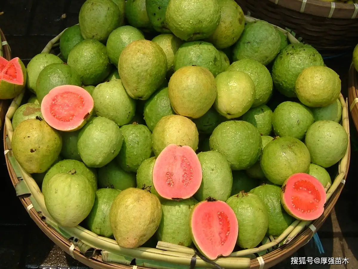 石榴的种植前景与收益_番石榴种植致富_石榴种植效益