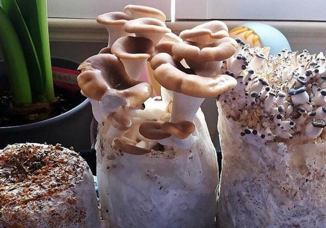 平菌菇栽培种种视频_平菇菌种植技术_平菇菌种植技术教程