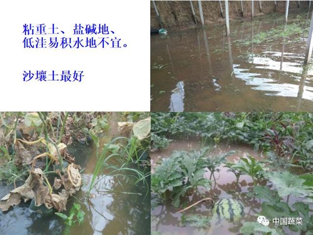 西瓜小兰种植技术要点_小兰西瓜大棚种植技术_小兰西瓜的种植技术