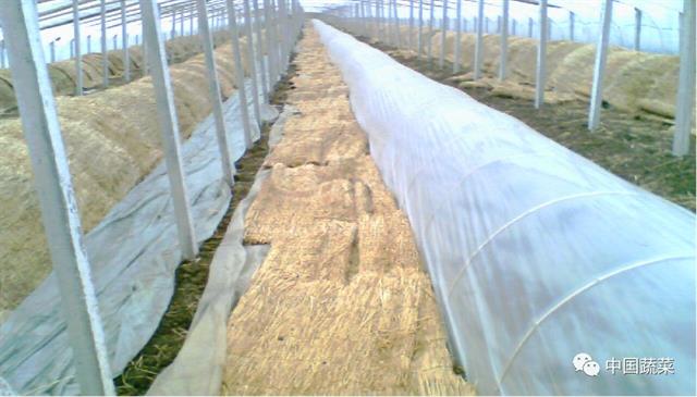 小兰西瓜大棚种植技术_小兰西瓜的种植技术_西瓜小兰种植技术要点