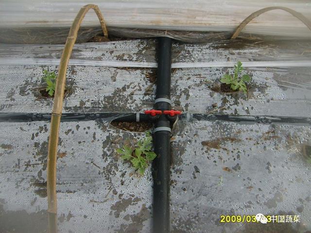 小兰西瓜的种植技术_西瓜小兰种植技术要点_小兰西瓜大棚种植技术