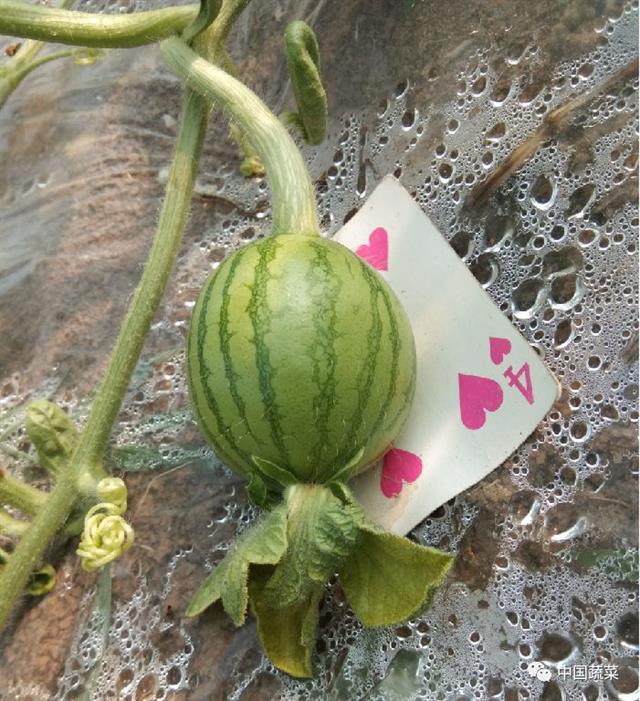 小兰西瓜大棚种植技术_小兰西瓜的种植技术_西瓜小兰种植技术要点