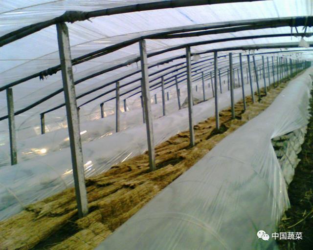 小兰西瓜大棚种植技术_小兰西瓜的种植技术_西瓜小兰种植技术要点