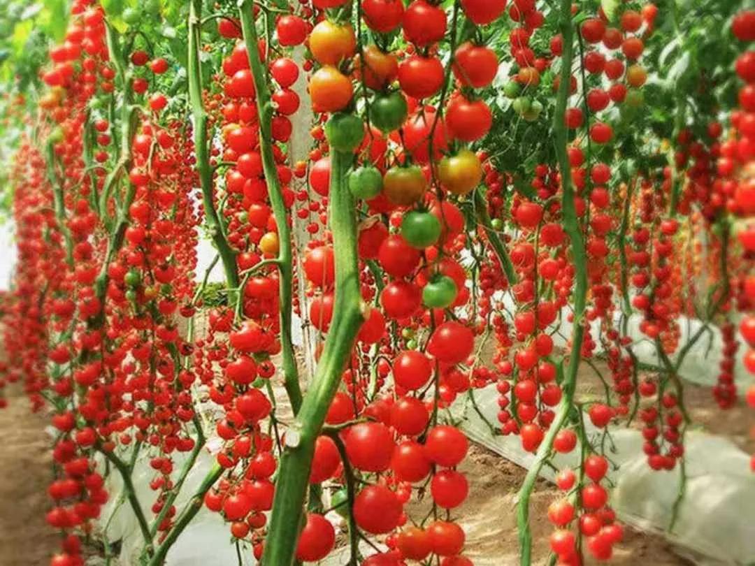 阳台种植园_阳台致富经_在阳台种植致富