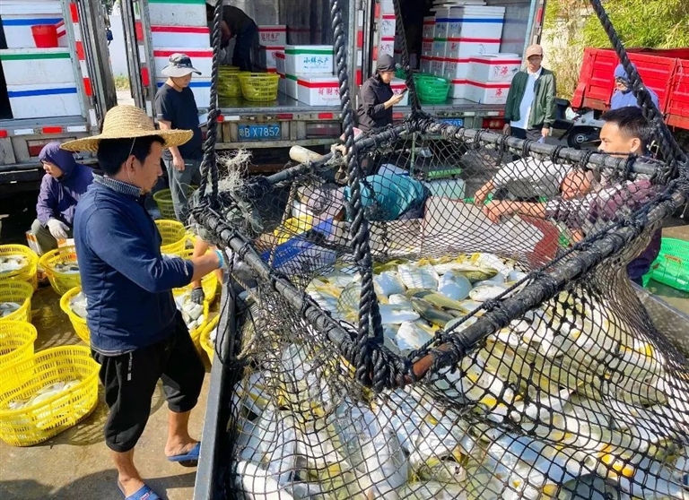 网箱水花养殖技术_养殖水花网箱技术规程_网箱养水花苗实例