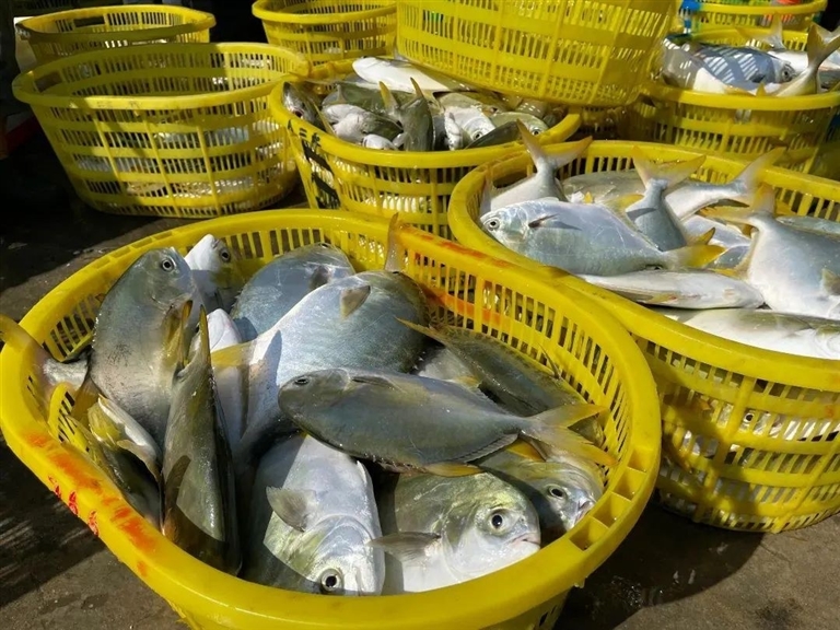 网箱水花养殖技术_养殖水花网箱技术规程_网箱养水花苗实例