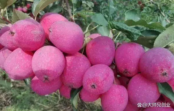 高效益致富新案例：适应性强，种植简单！