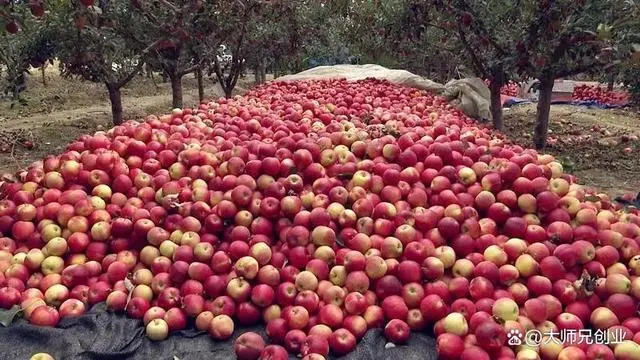 致富种植榆叶梅好吗_种植榆叶梅致富_致富种植榆叶梅视频