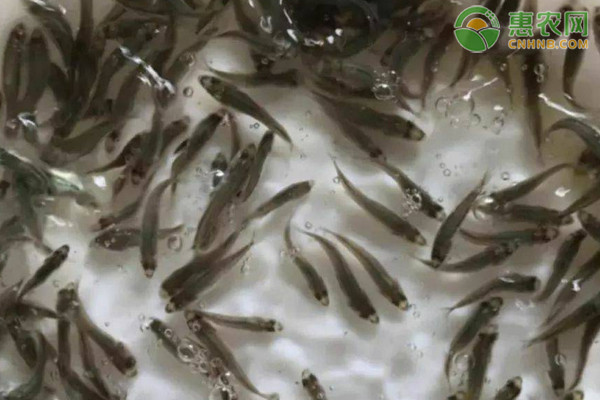 1万尾水花鱼苗需要多大地方？