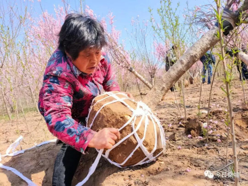 种植榆叶梅致富_榆叶梅种植技术_致富种植榆叶梅好吗
