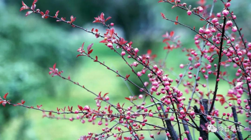 榆叶梅种植技术_致富种植榆叶梅好吗_种植榆叶梅致富